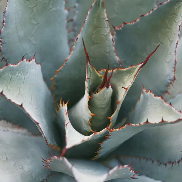 Gallery-2_b5fb01f7-dbcc-4bc1-ac73-ee6fe82cf72d