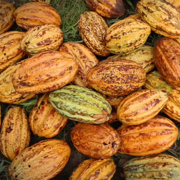 Gallery-2_bd1e8c33-f83d-4260-8cde-f266ee2b9942