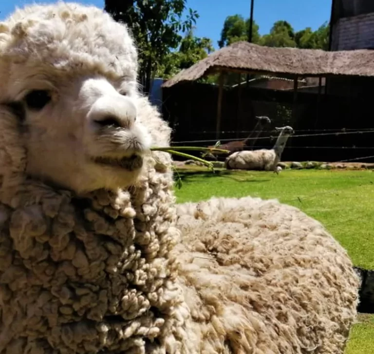 Karfanny by Jacqueline Muñoz: El Lujo de la Alpaca y el Arte del Diseño Ecuatoriano